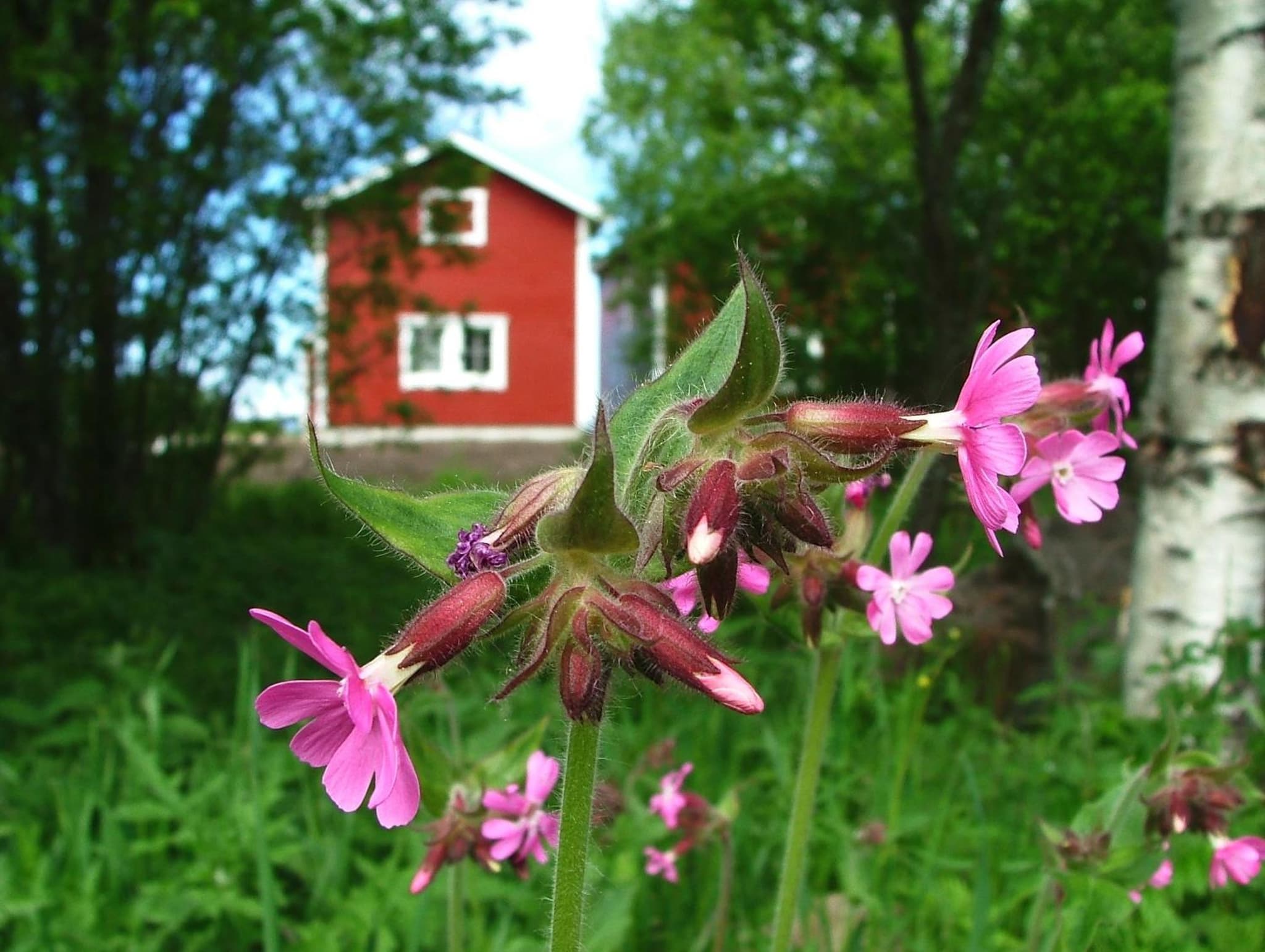 Wanha Pappila Cottages photo 6