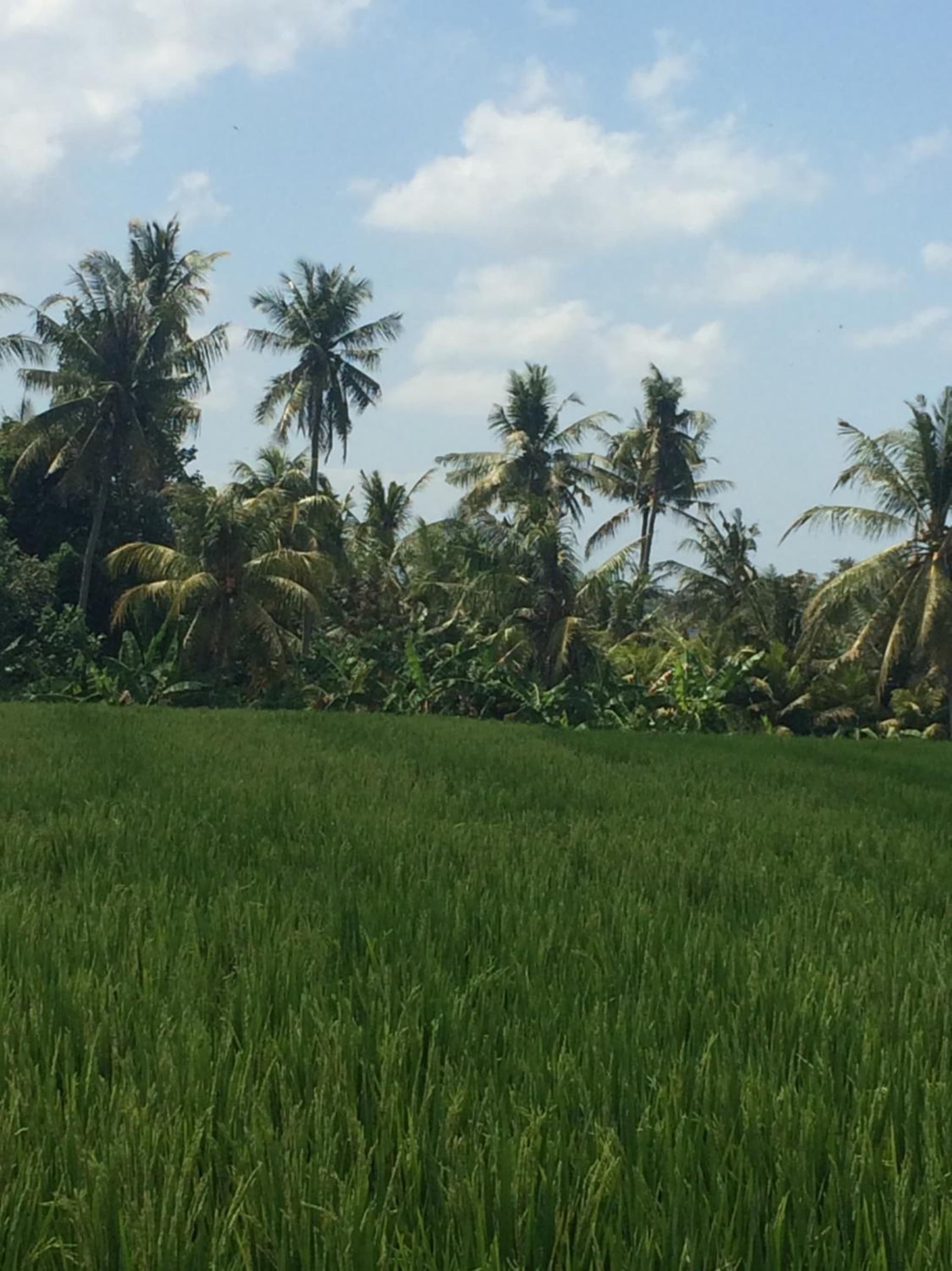 Bali Full Moon Guest House photo 6
