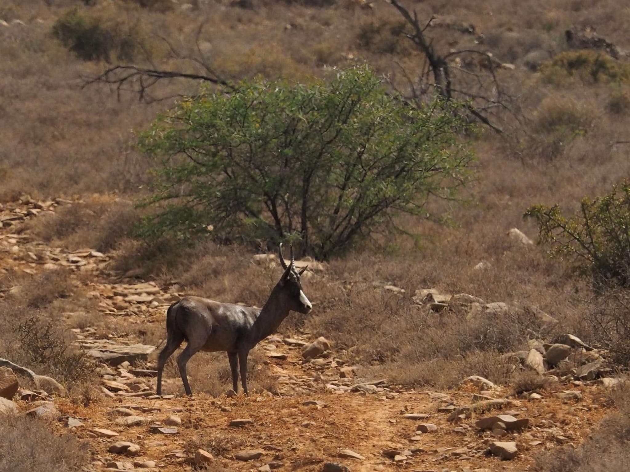 Koedoeskop Private Mountain Reserve photo 6