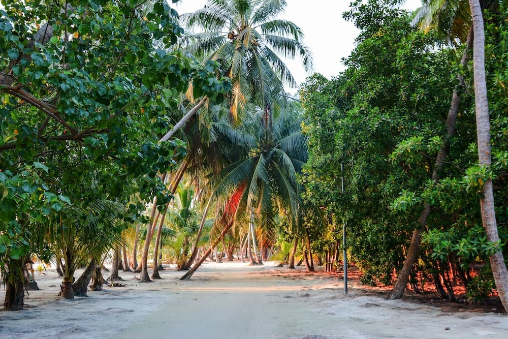 Maldives Seashine Guesthouse photo 9