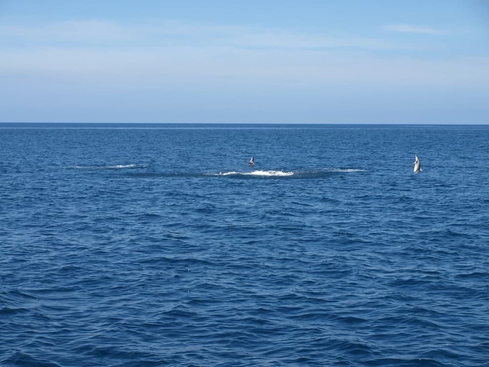 Villa Osumare photo 7
