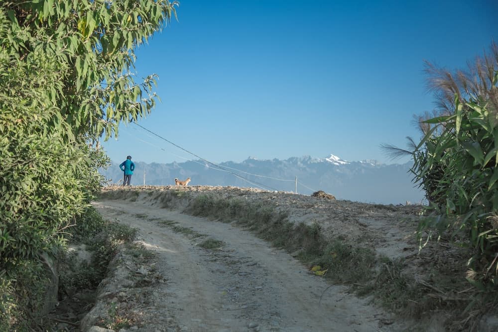 The Lapsi Tree photo 2
