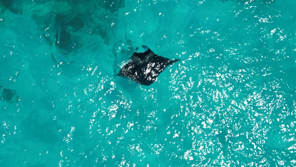 VIVA Beach & Spa MALDIVES photo 7