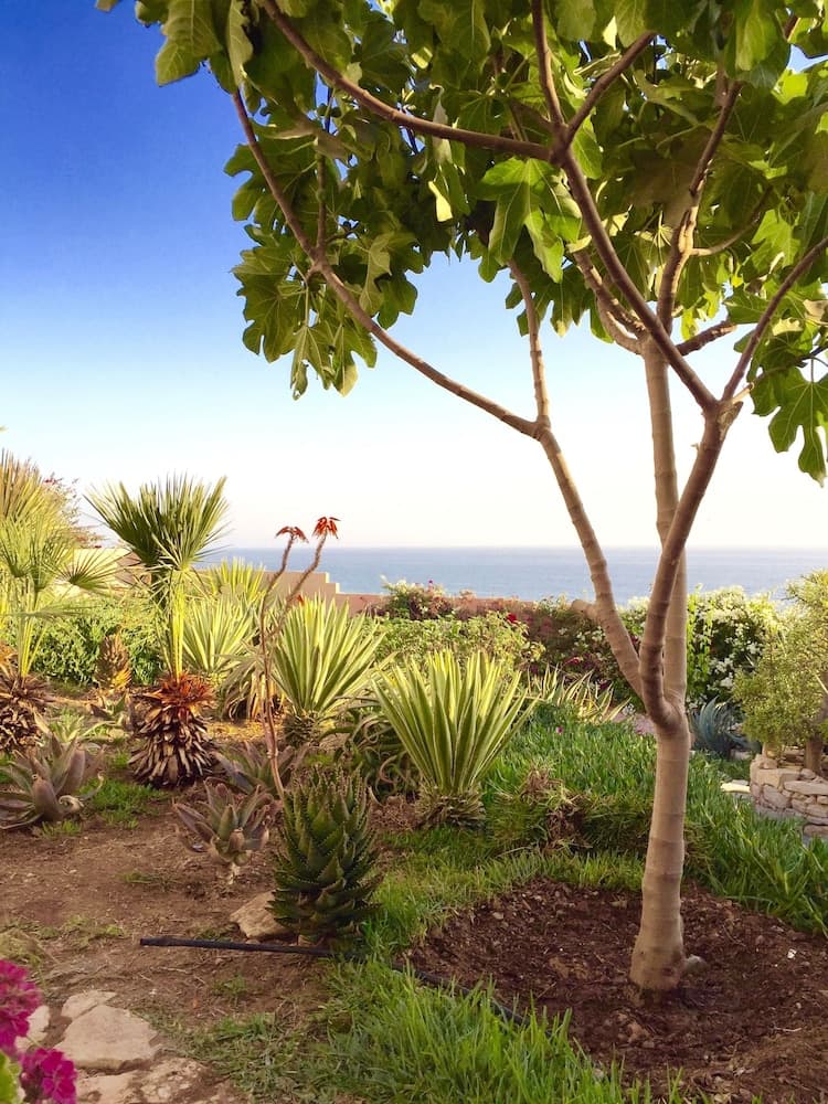 Villa jardin de l'ocean photo 5