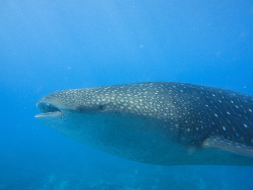 La Cabana Maldives photo 6