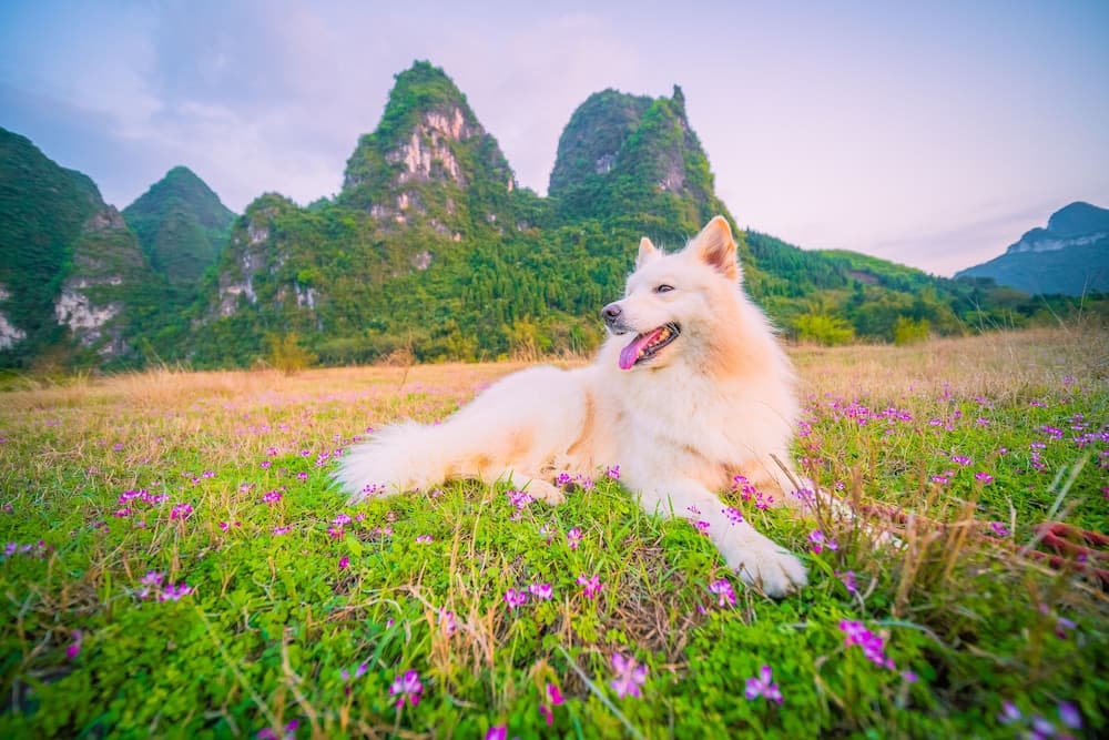 Yangshuo Xingping Island Resort photo 8