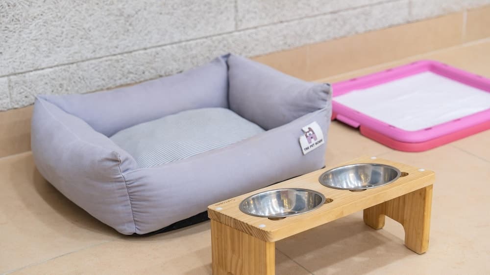 Gapyeong Highmong Pet-friendly Kids Pool photo 2
