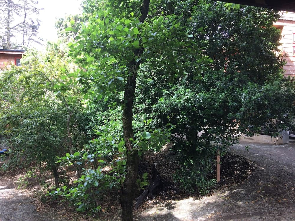 Cabanas Alma Bosque photo 2