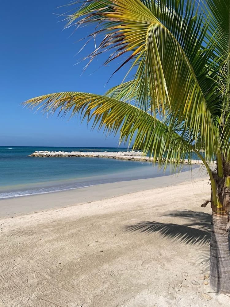 Palm BlossomJA Beach photo 5