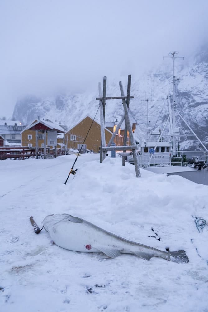 Lofoten Cottages photo 5