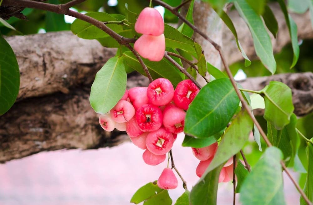 Riverside Plum Garden Homestay photo 5