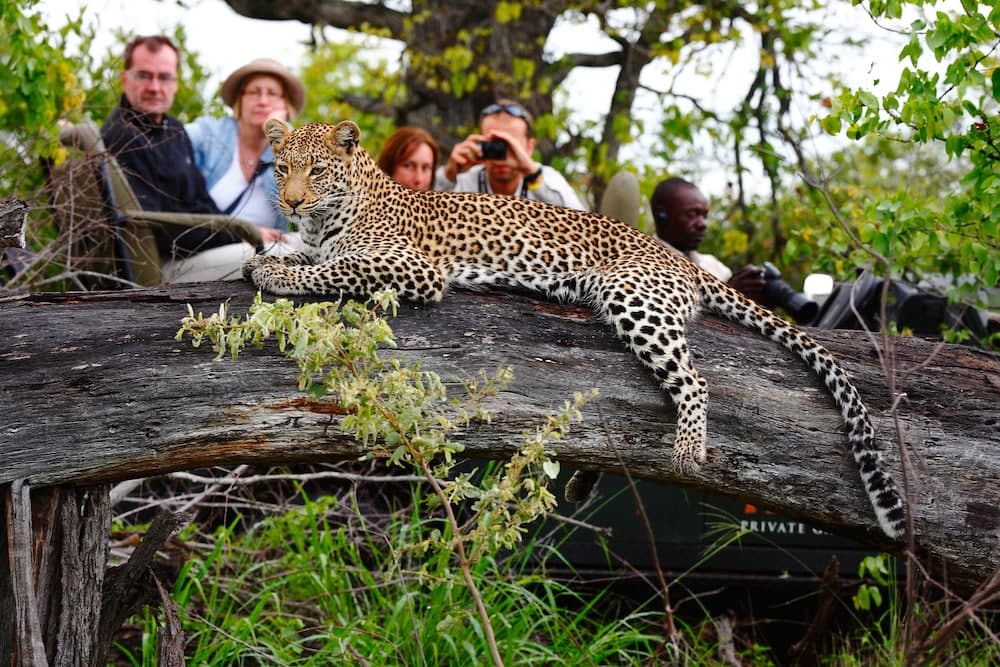 Motswari Private Game Reserve Resort by NEWMARK photo 3
