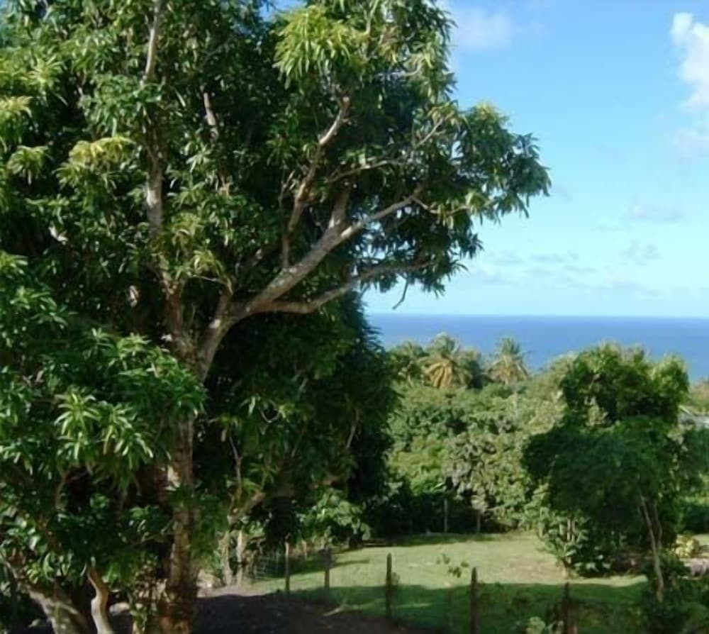 Yellow Bird Villa photo 4