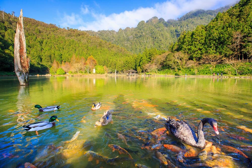Mingchih Resort photo 3