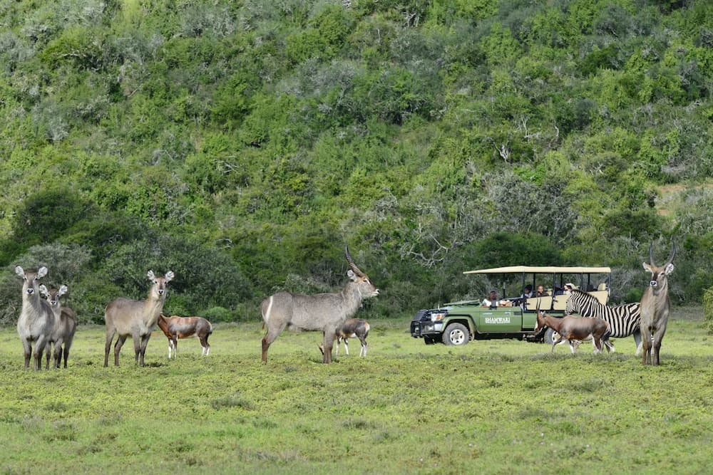 Shamwari Long Lee Manor photo 4