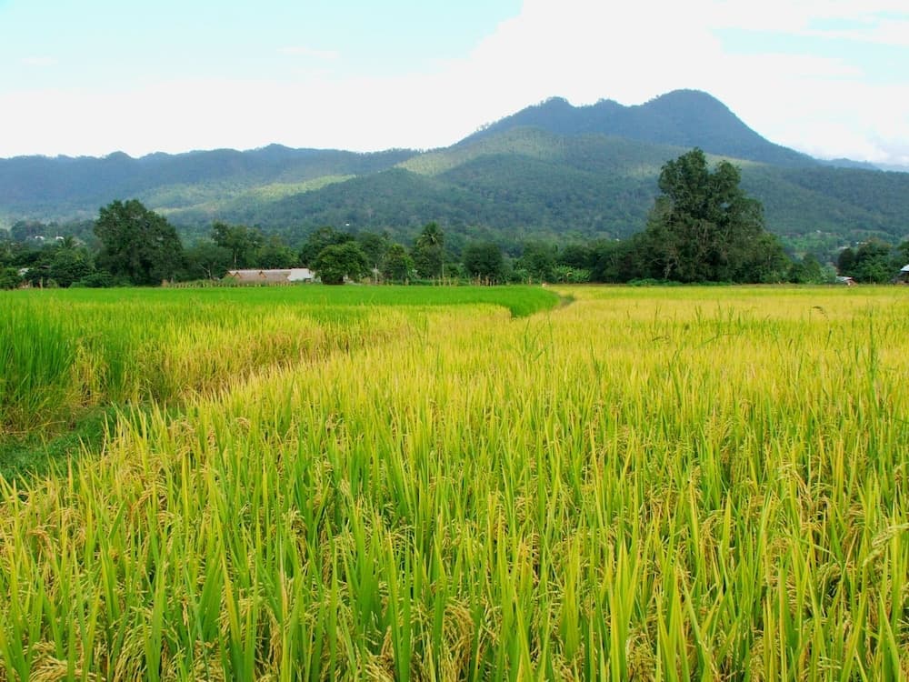 Good Morning Pai photo 2