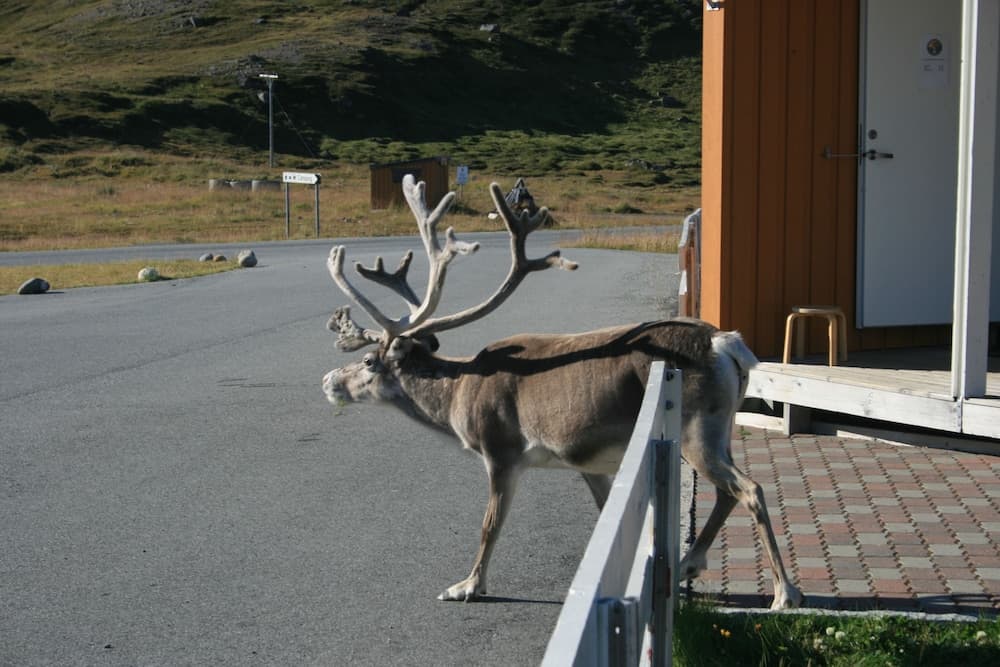 Nordkapp Camping photo 2