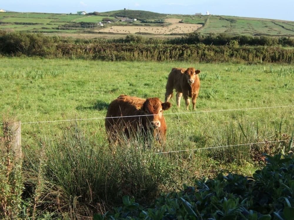 Glencarrig Farmhouse B&B photo 4