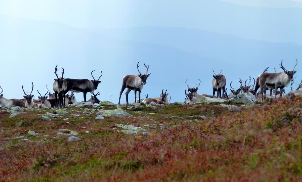 Norefjellhytta photo 9