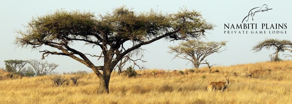 Nambiti Plains Private Game Lodge photo 6