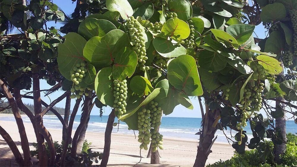 5 Star Caribbean Villa photo 9