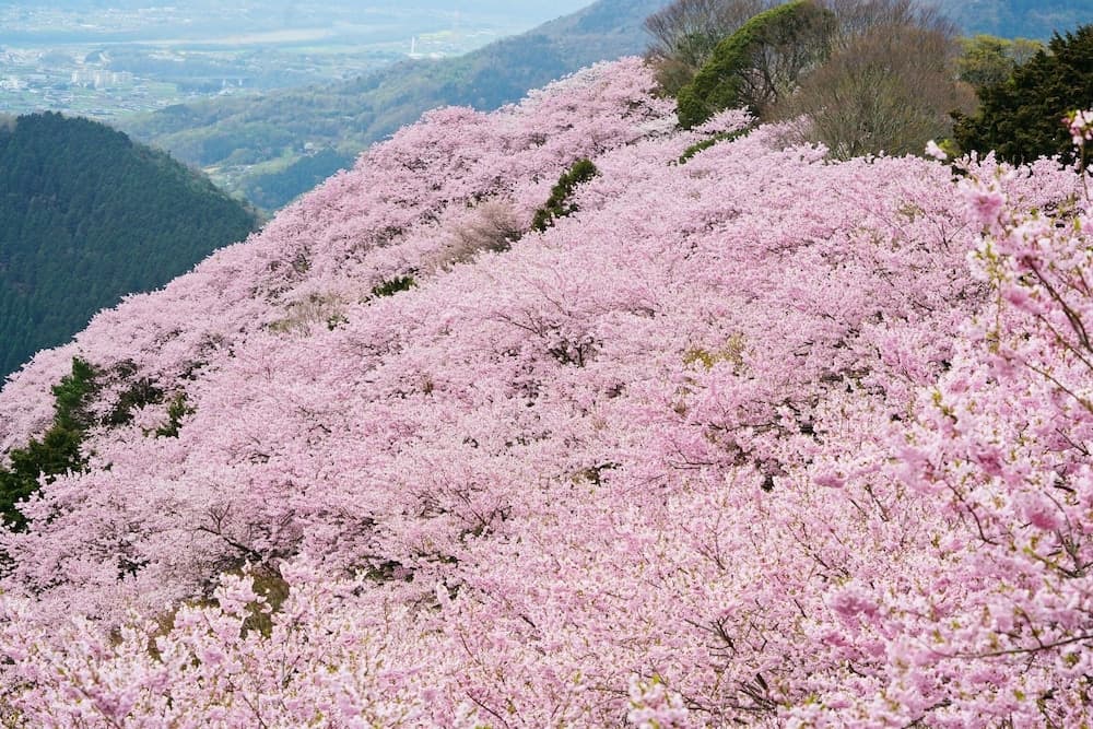 PAYSAGE MORIGUCHI photo 7