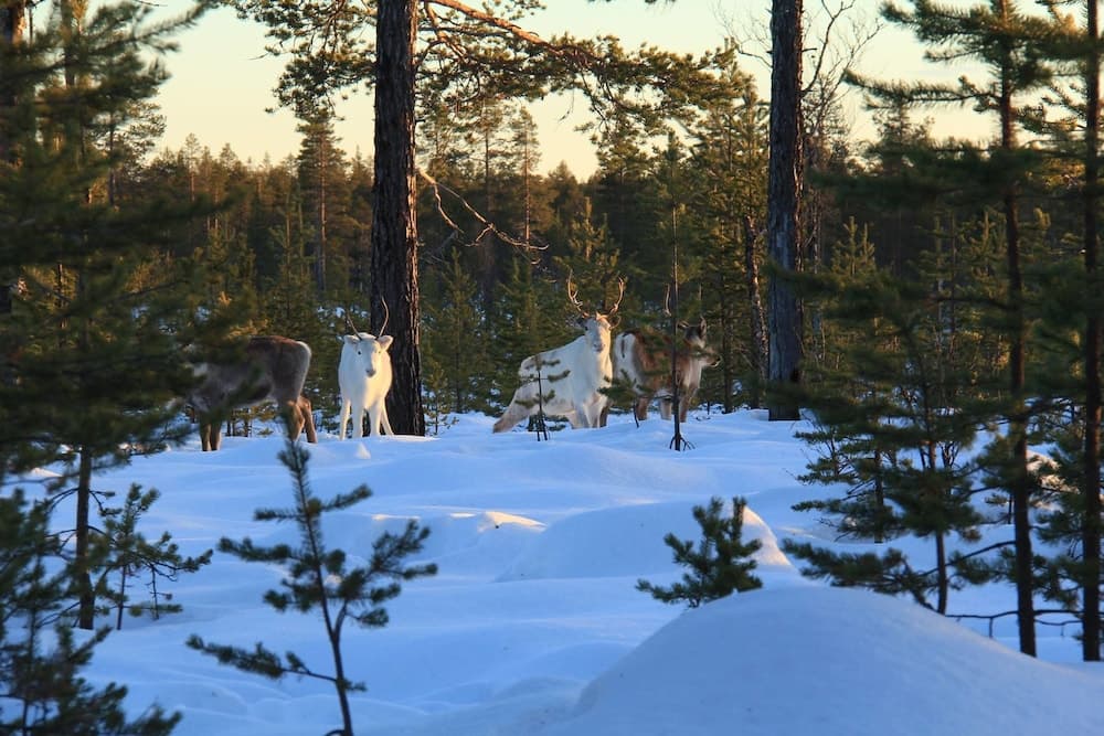 Sporthotell Särna photo 2
