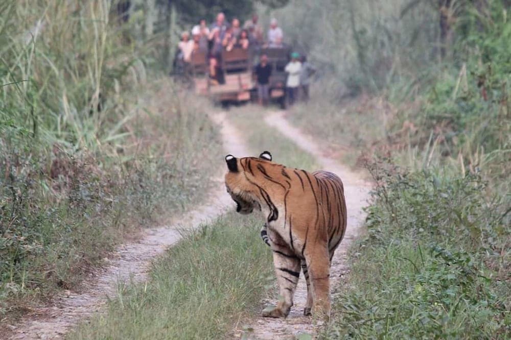 Jungle Wildlife Camp photo 8