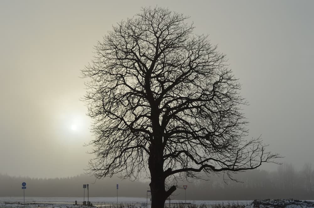 Femhøj photo 5