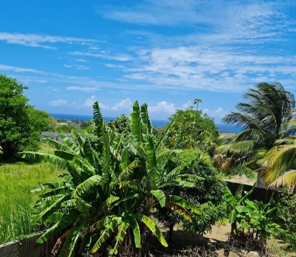 Tropical Paradise Retreat in St Ann's photo 3