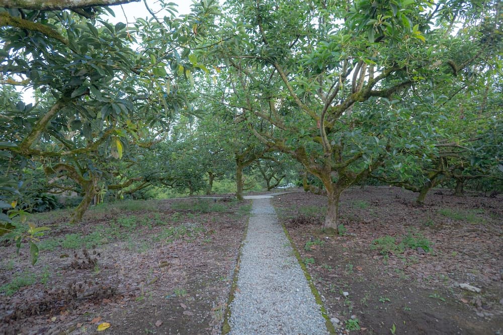 Palta Eco Haven Hotel photo 6